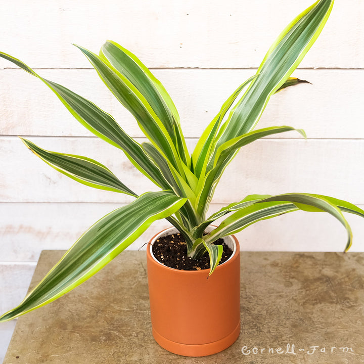 Dracaena deremensis 4in Warneckii Lemon Lime – Cornell Farm