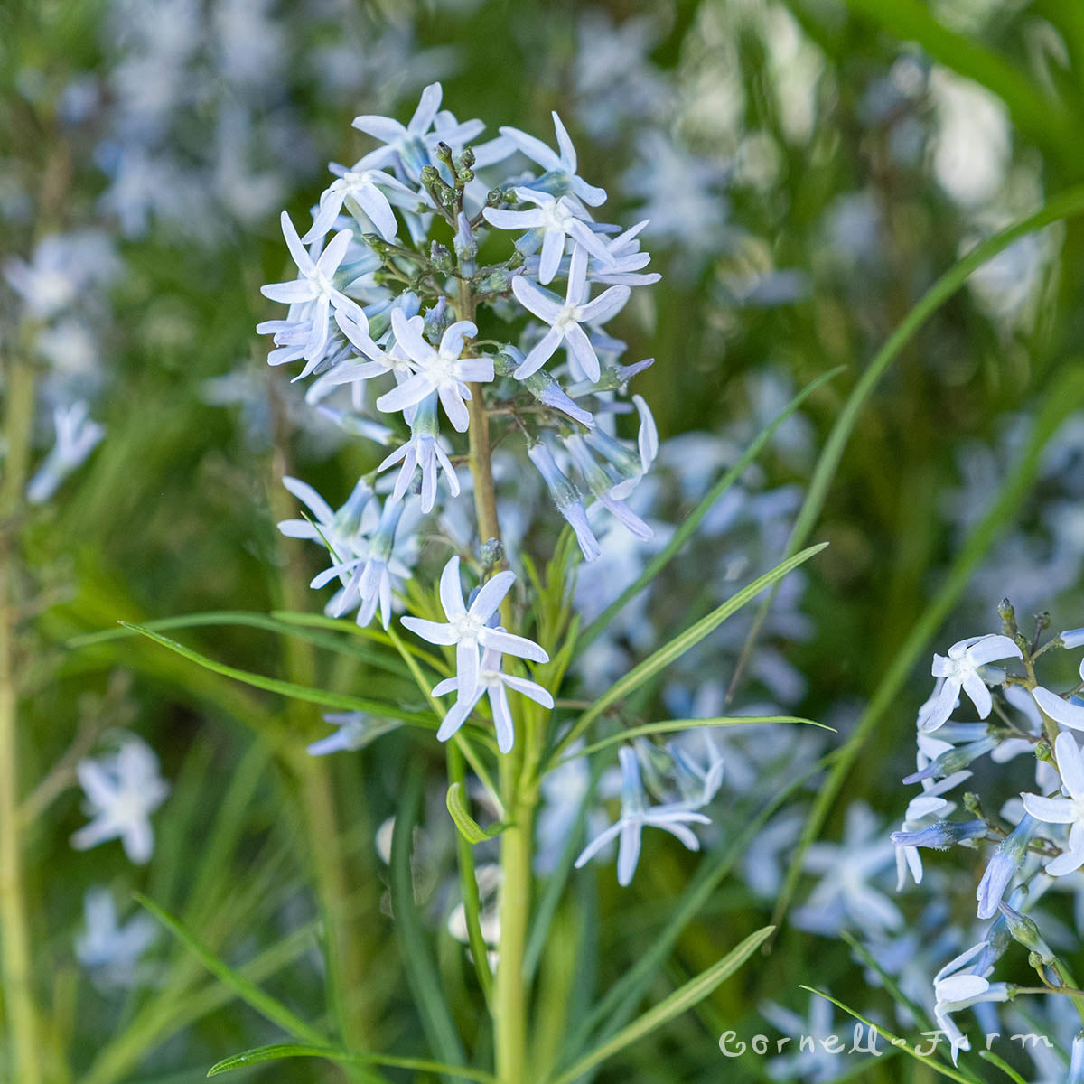 Amsonia String Theory 1gal Blue Star