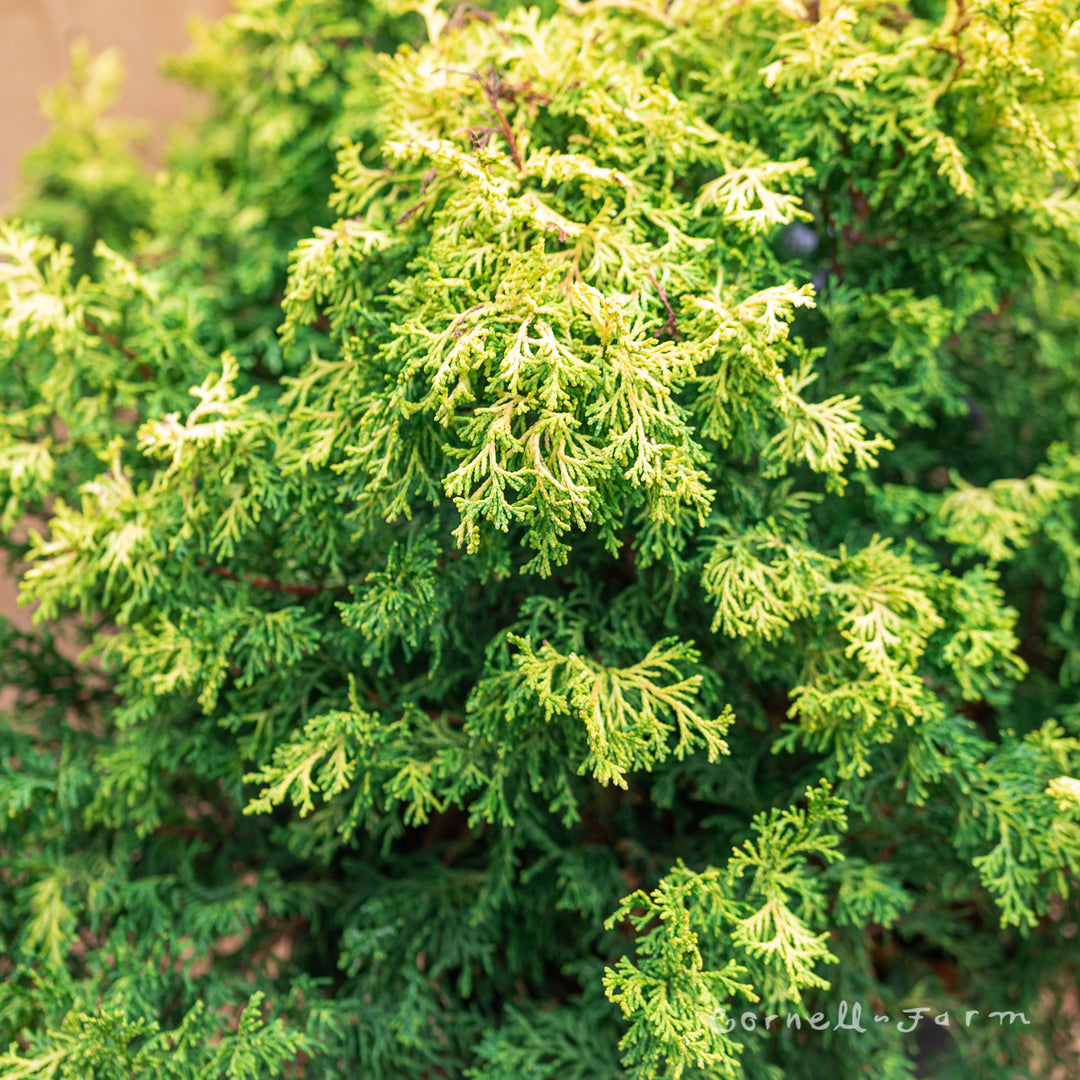 Chamaecyparis o. Confucius 5gal Hinoki Cypress – Cornell Farm