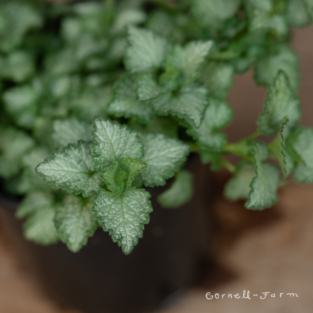 Lamium mac. Pink Pewter