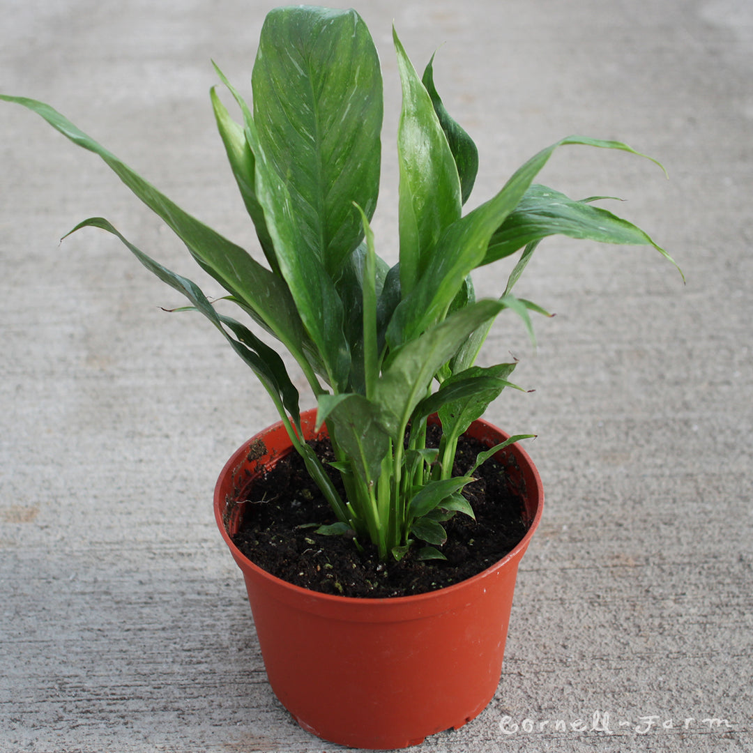 Spathiphyllum var. 6in Domino Variegated Peace Lily – Cornell Farm