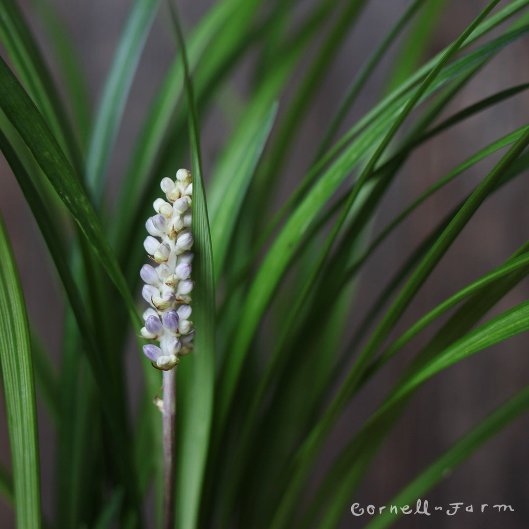 Liriope muscari Big Blue 1gal lilyturf – Cornell Farm