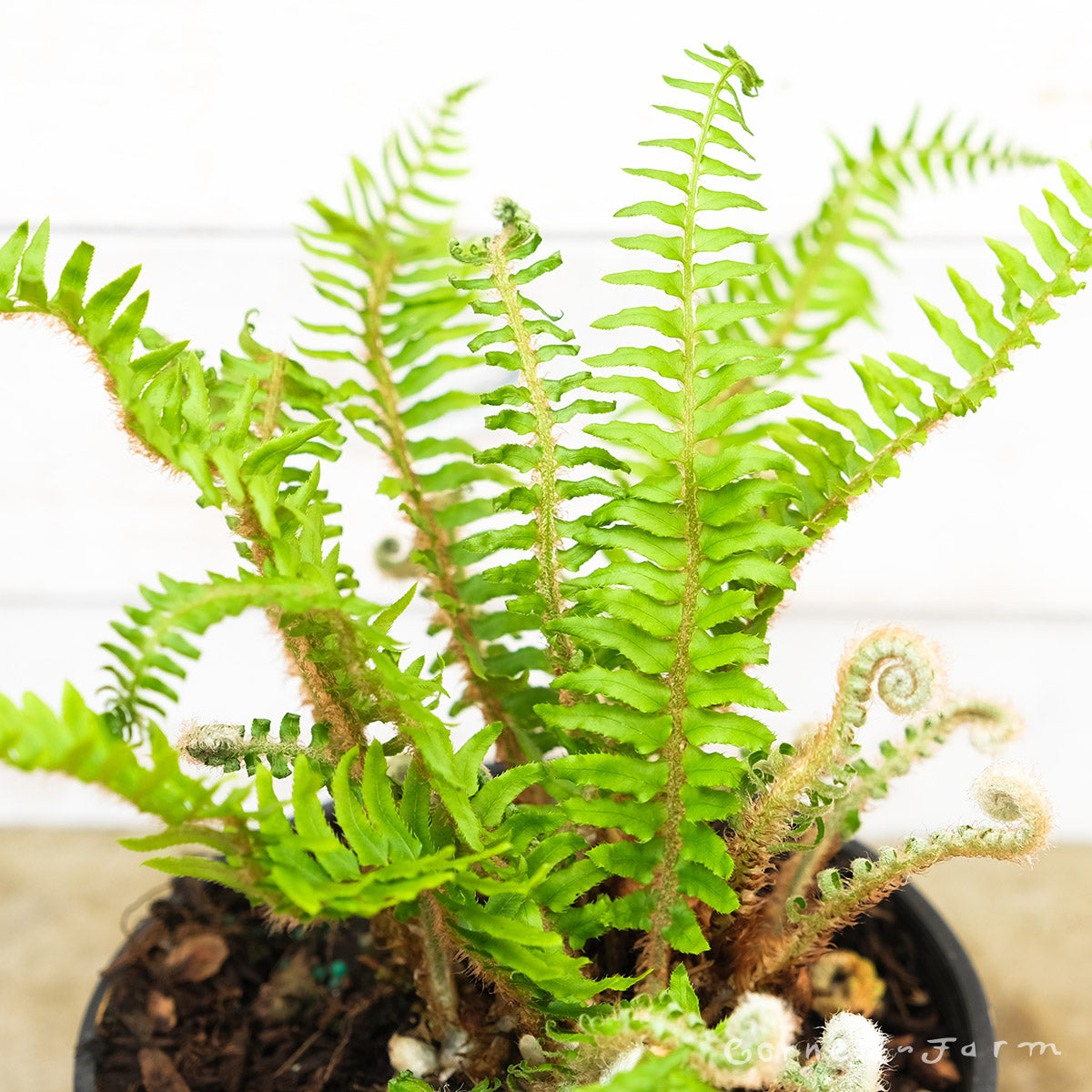 Polystichum munitum Qrt Sword Fern