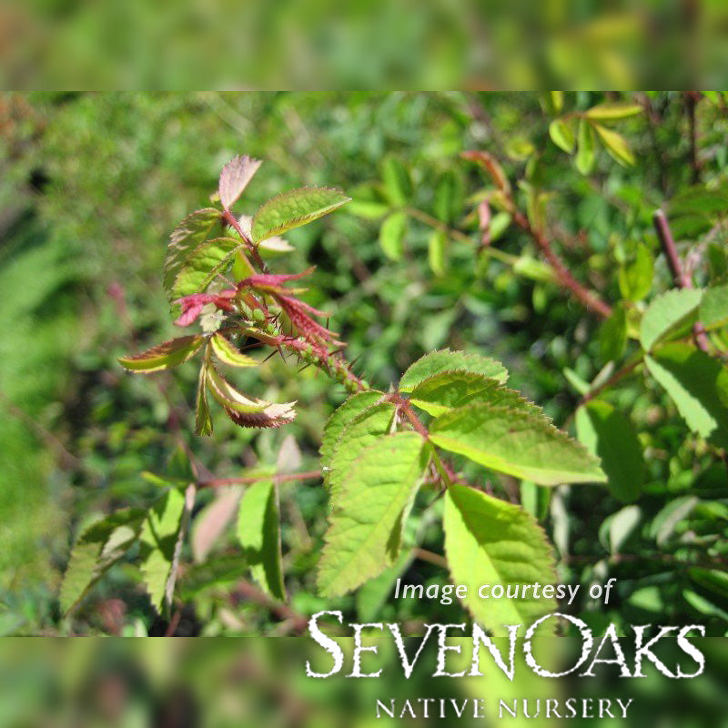 Rosa gymnocarpa 1gal Bald Hip Rose