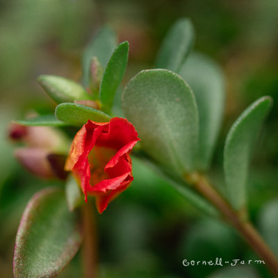 Portulaca Scarlet RioGrande 4.25in CF