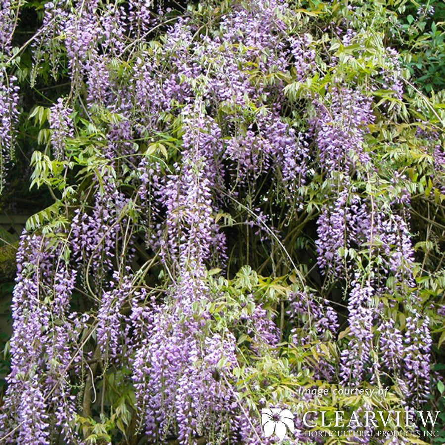 Wisteria floribunda Aunt Dee 1gal