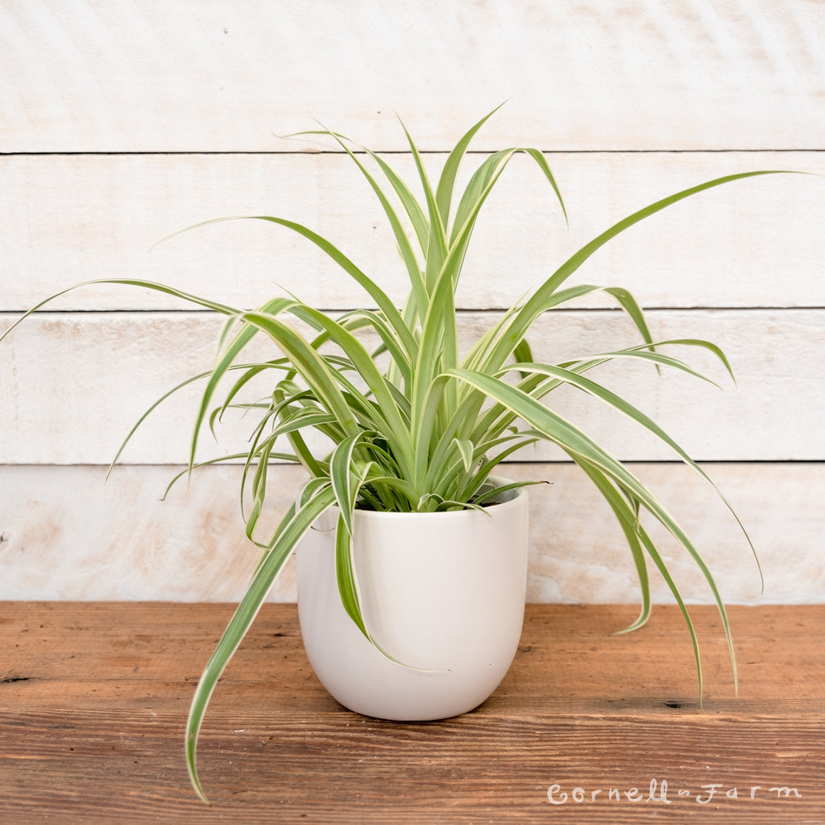 Chlorophytum comosum 6in Ocean Spider Plant