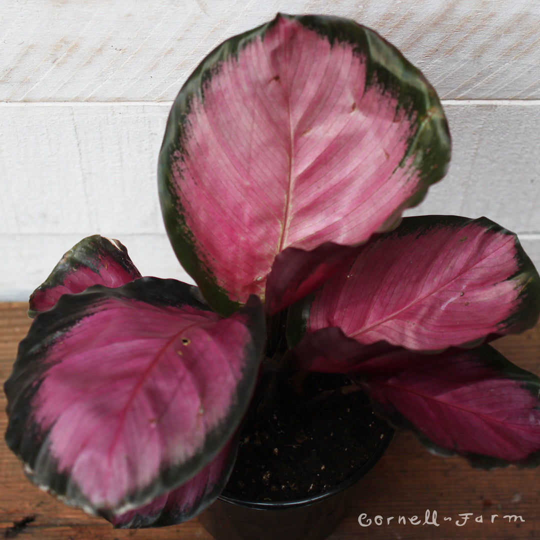 calathea roseopicta plant Calathea roseopicta 4in Rosy – Cornell Farm