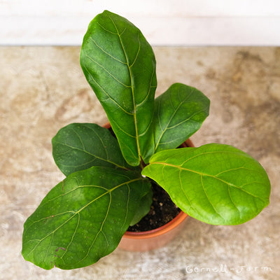 Ficus lyrata 4in Fiddle Leaf Fig