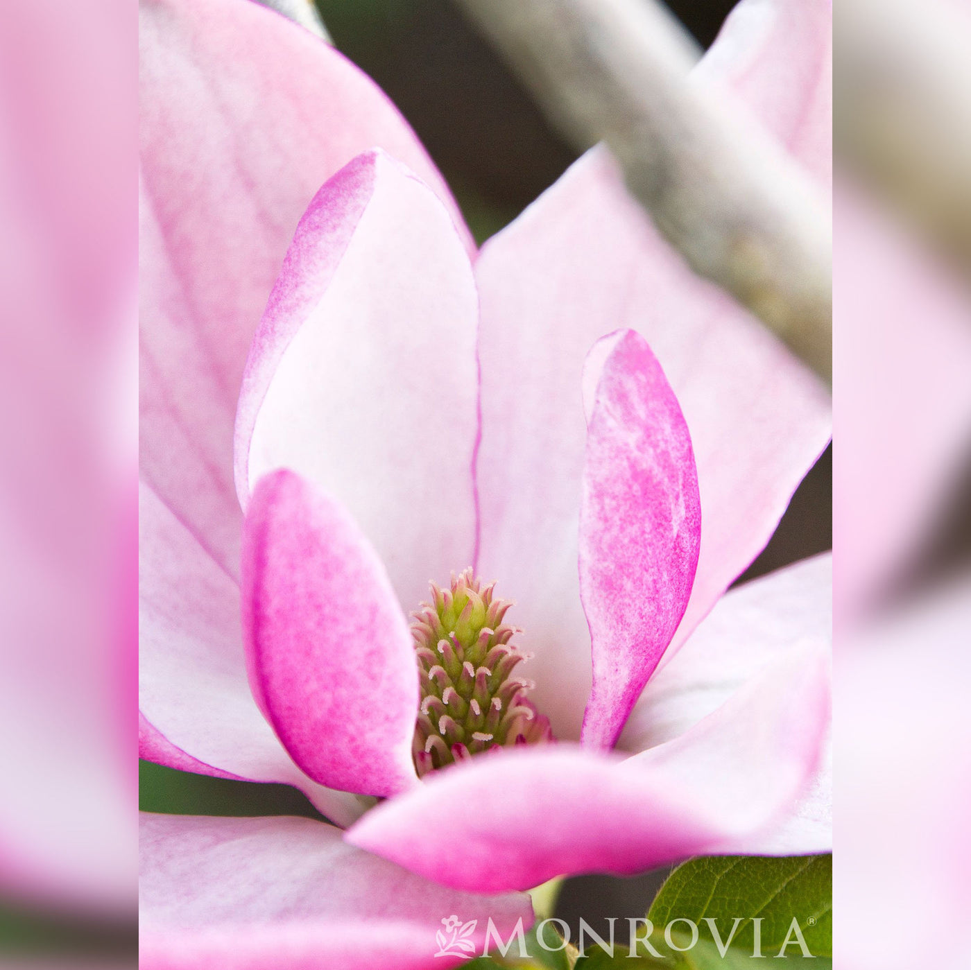 Magnolia Rose Marie 7gal