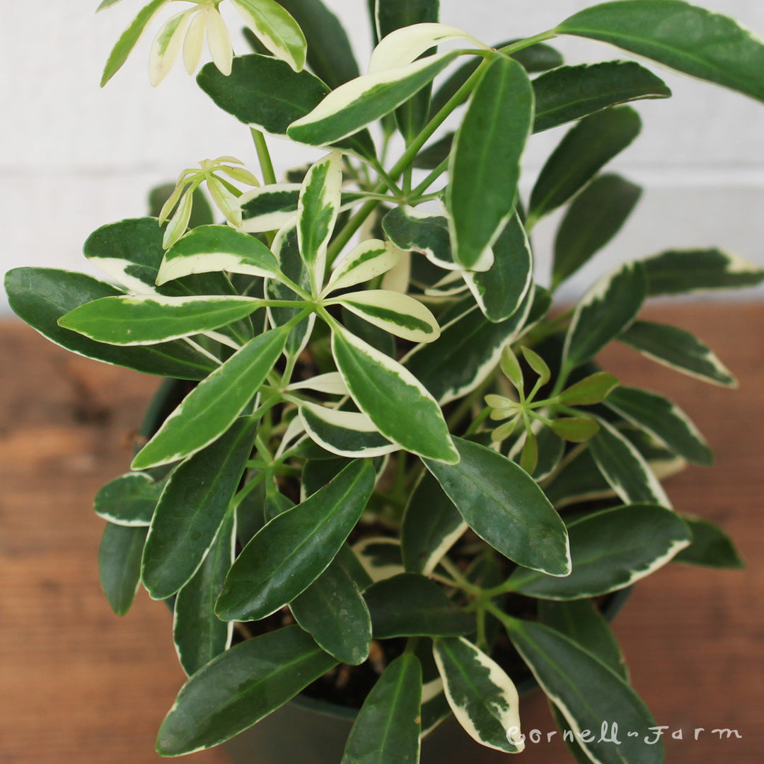 schefflera arboricola moondrop Schefflera arboricola 4in Moondrop