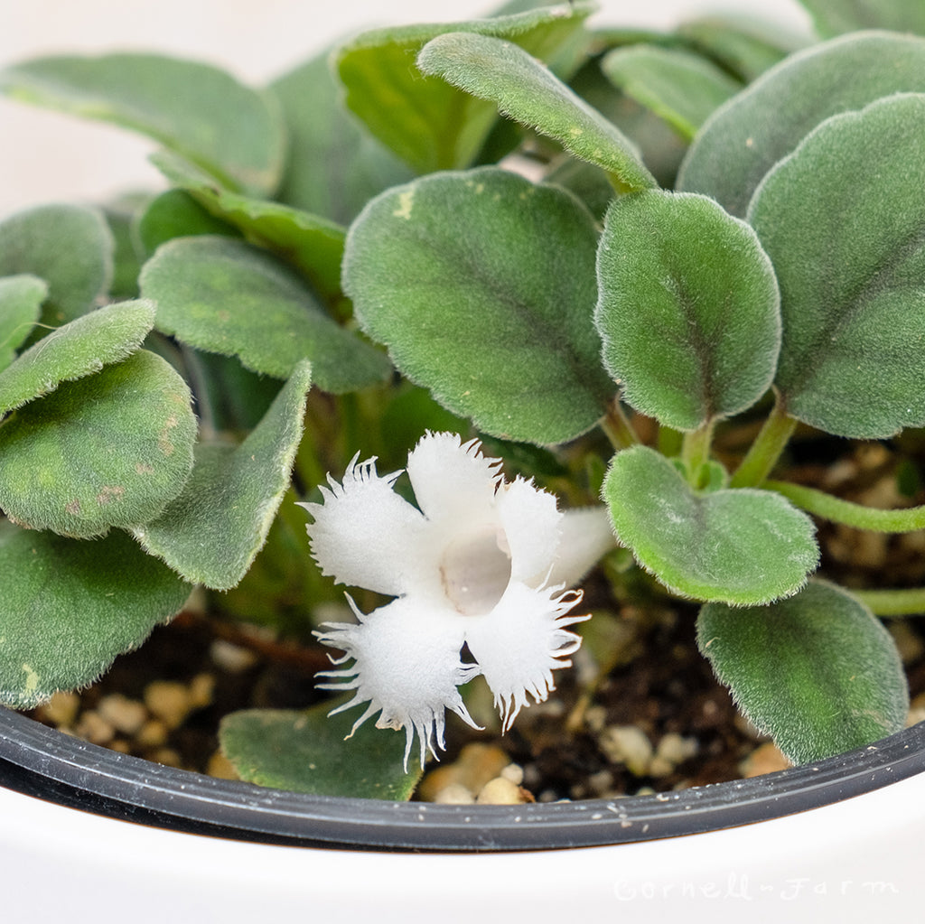 Alsobia dianthiflora 4in Lace Flower Vine – Cornell Farm