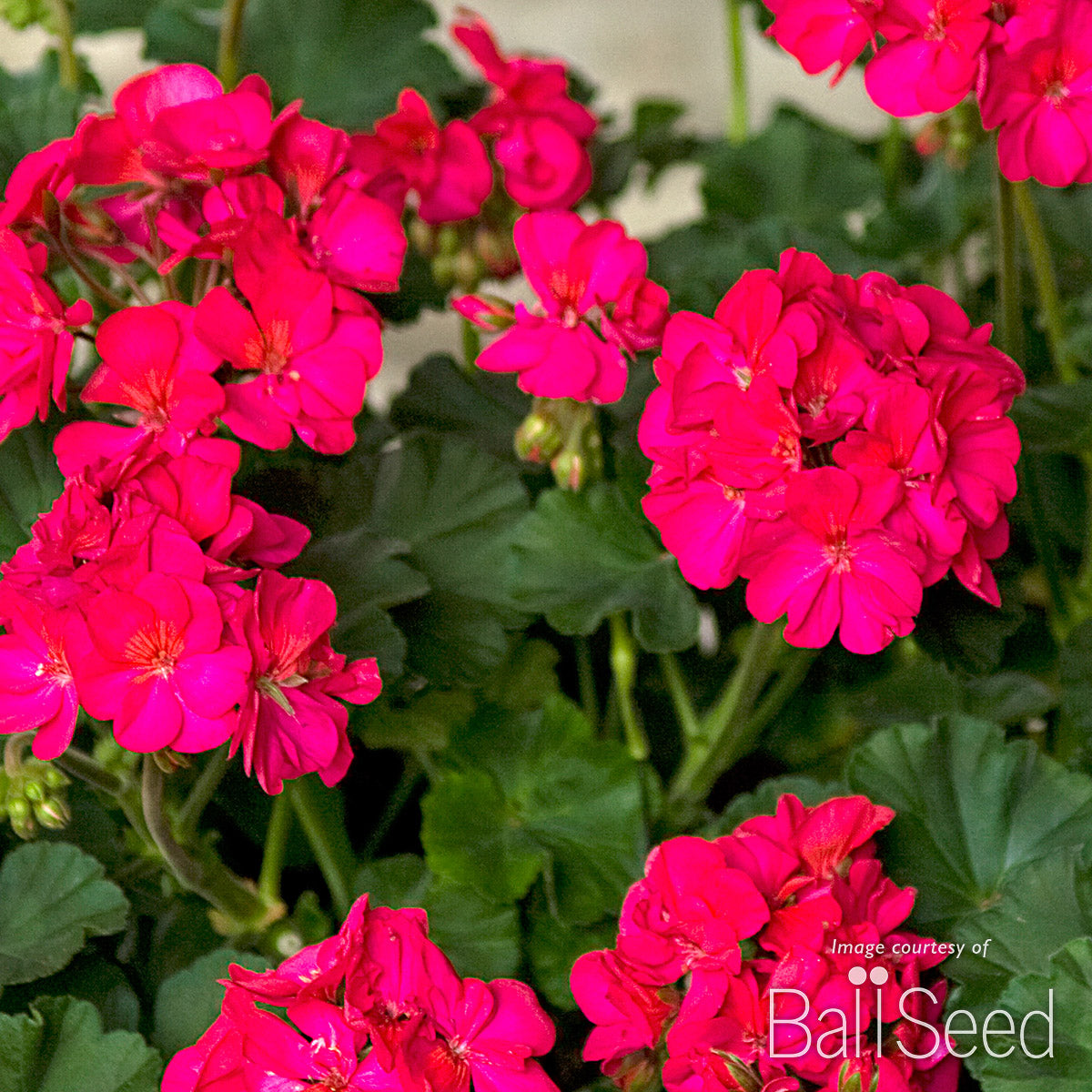 Geranium Zonal Tango Neon Purple Qrt. CF