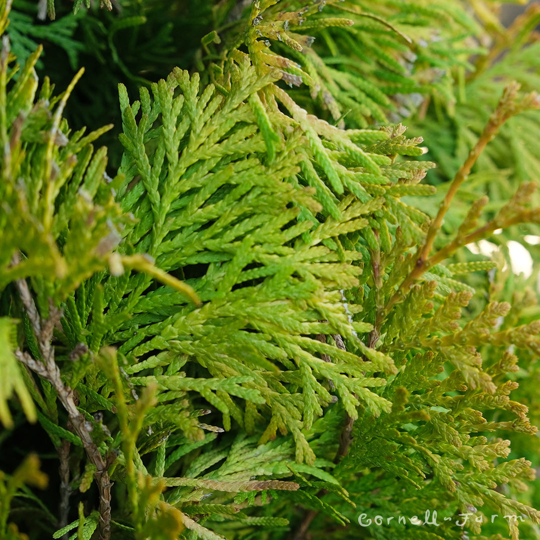 Thuja occid. Jantar 6gal Arborvitae – Cornell Farm