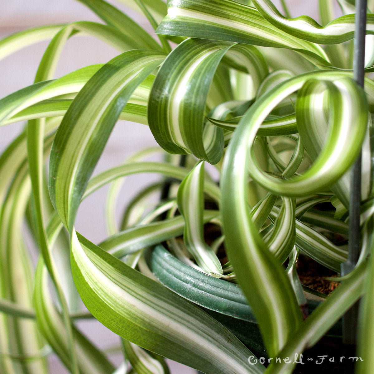 Curly Spider Plant (Chlorophytum comosum ' Bonnie')