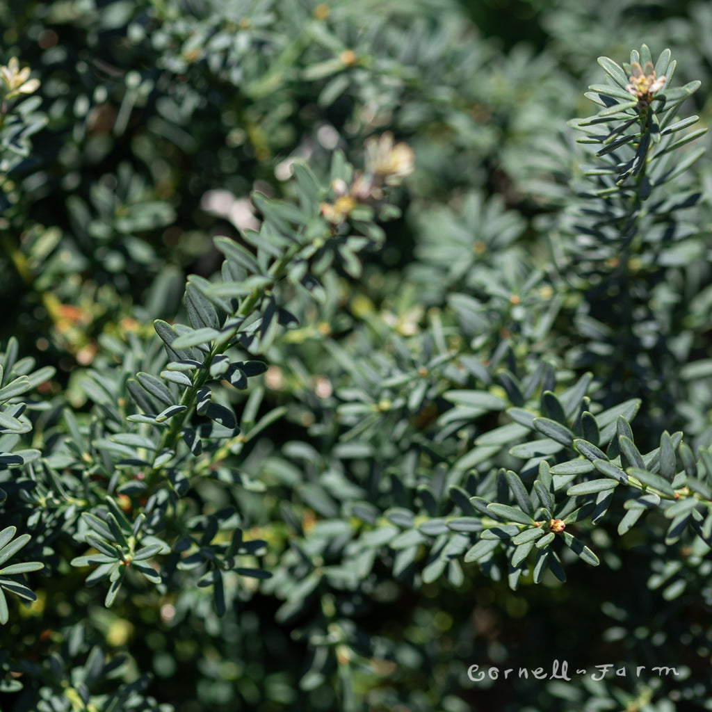 Podocarpus alpinus Blue Gem 1gal