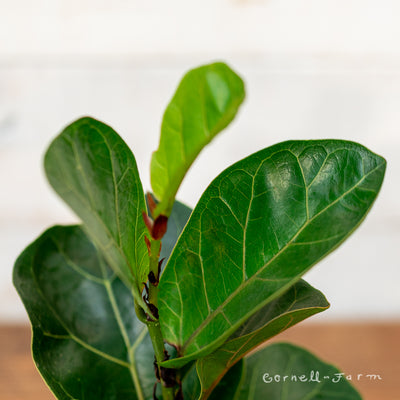 Ficus lyrata compacta 4in Little Fiddle Leaf Fig