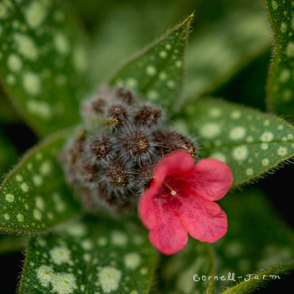 Pulmonaria Shrimps on the Barbie
