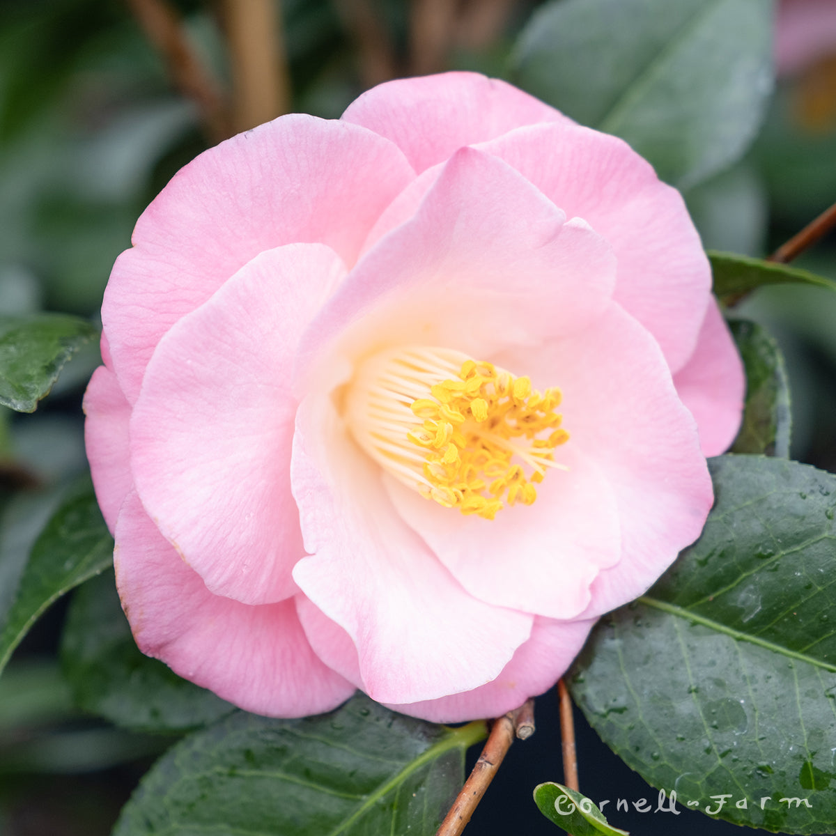 Camellia x j. April Remembered 2gal