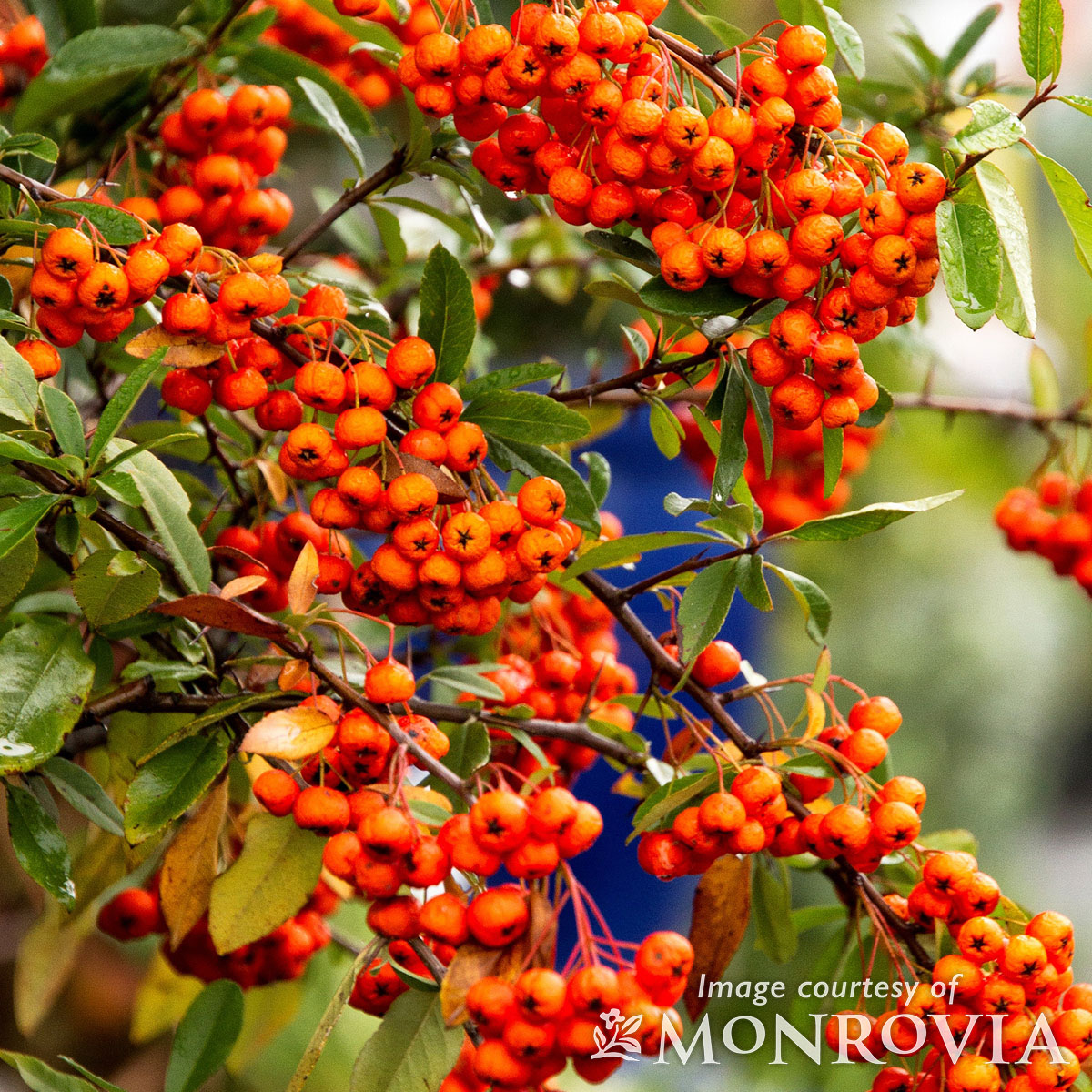 Pyracantha ang Yukon Belle 5gal ST