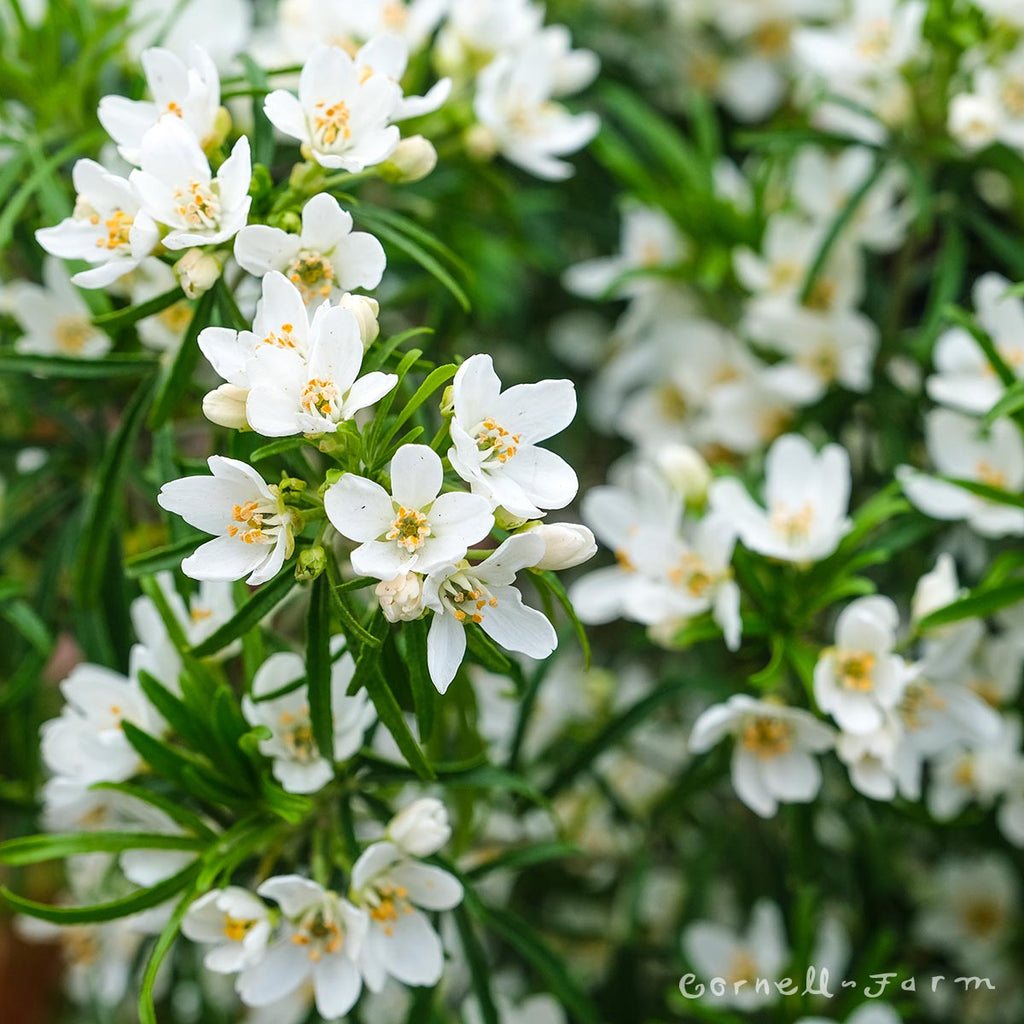 Choisya x Bluestone 5gal Mexican Orange – Cornell Farm