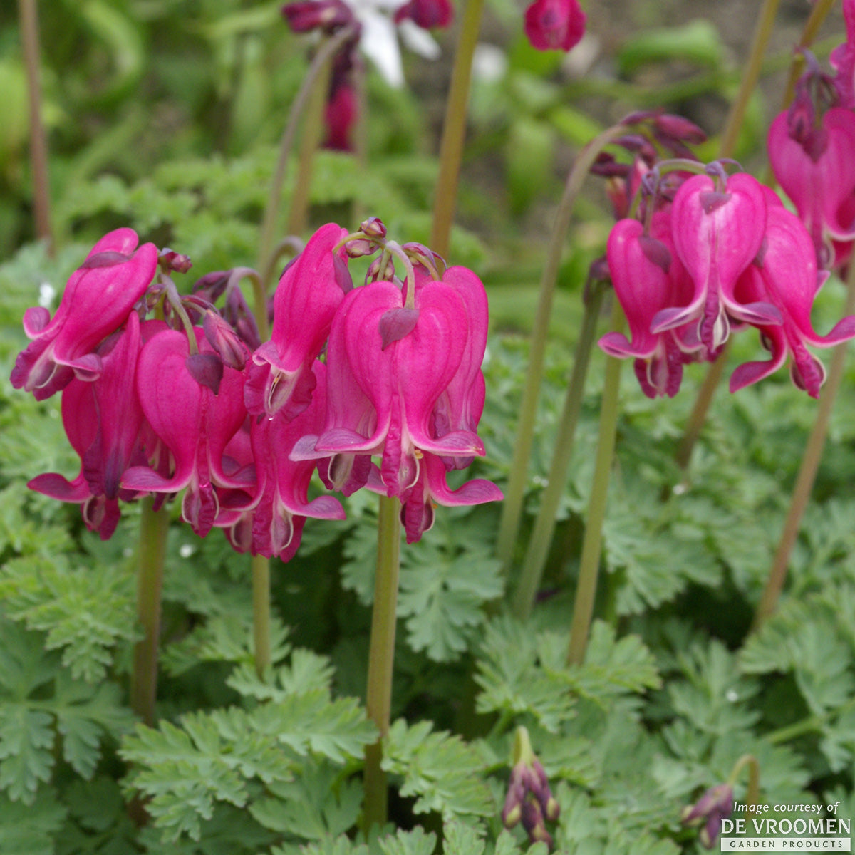 Dicentra x King of Hearts 1gal Bleeding Heart CF