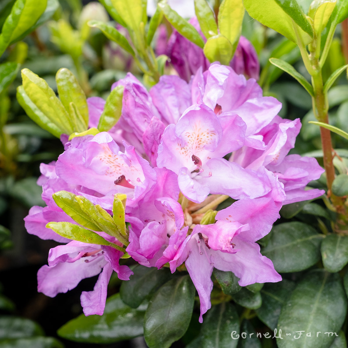 Rhododendron Daphnoides 1gal