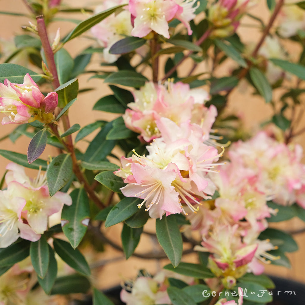 Rhododendron Mary Fleming 2gal – Cornell Farm