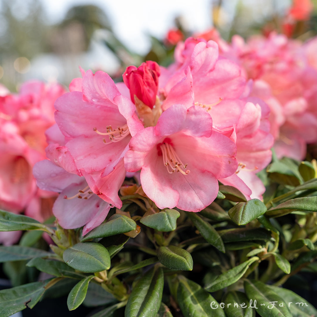 Rhododendron Canadian Sunset 1gal – Cornell Farm