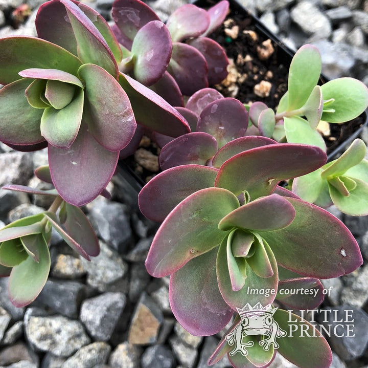 succulent tart Sedum Sunsparkler Cherry Tart 4.25in CF – Cornell Farm