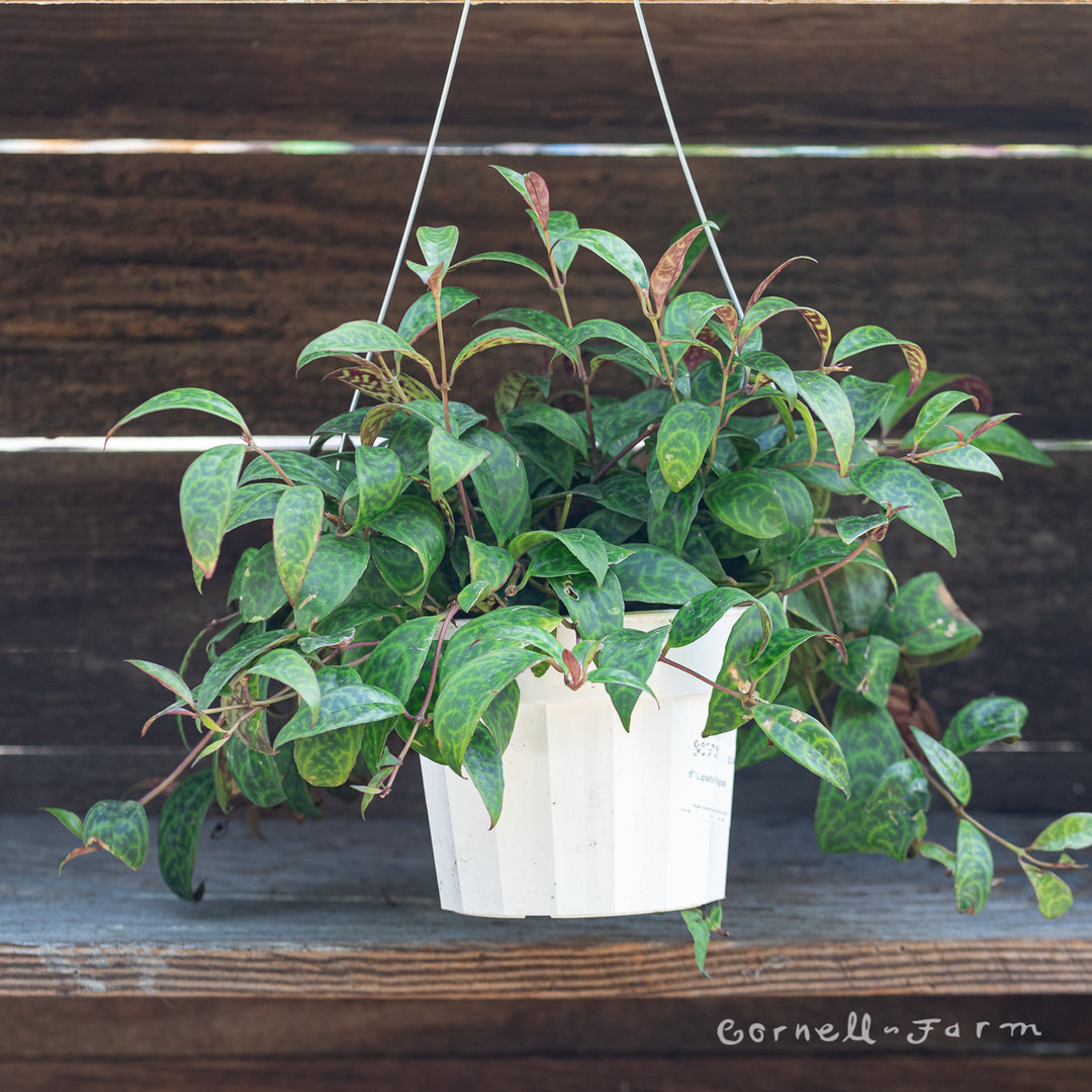 hanging lipstick plant Aeschynanthus longicaulis 6in Black Pagoda Lipstick Plant – Cornell Farm