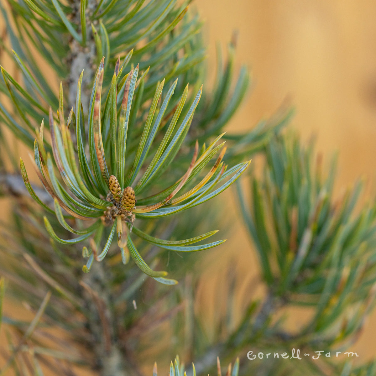 Pinus edulis 5gal Pinyon Pine