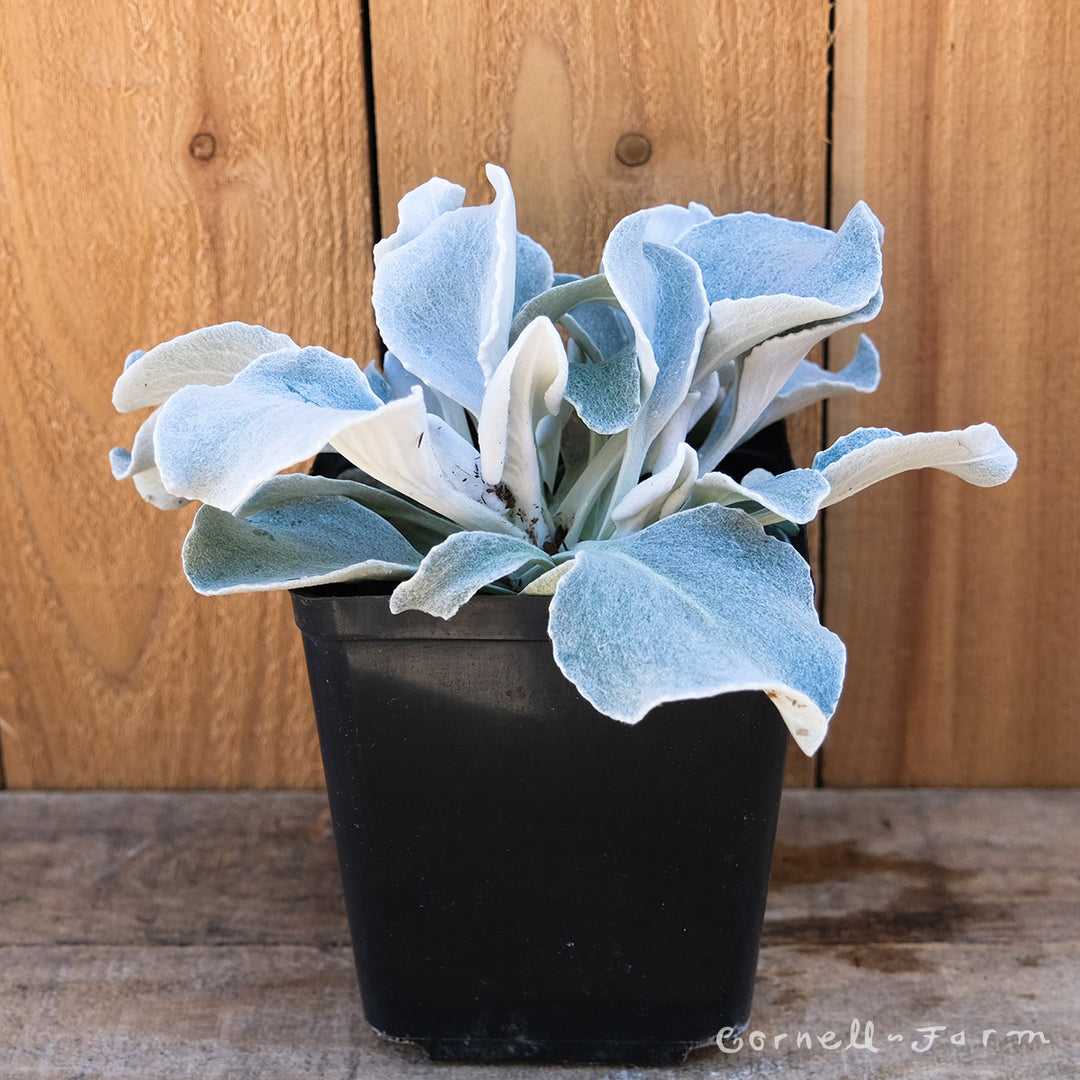 angel wings succulent for sale Senecio candicans Angel Wings 1gal