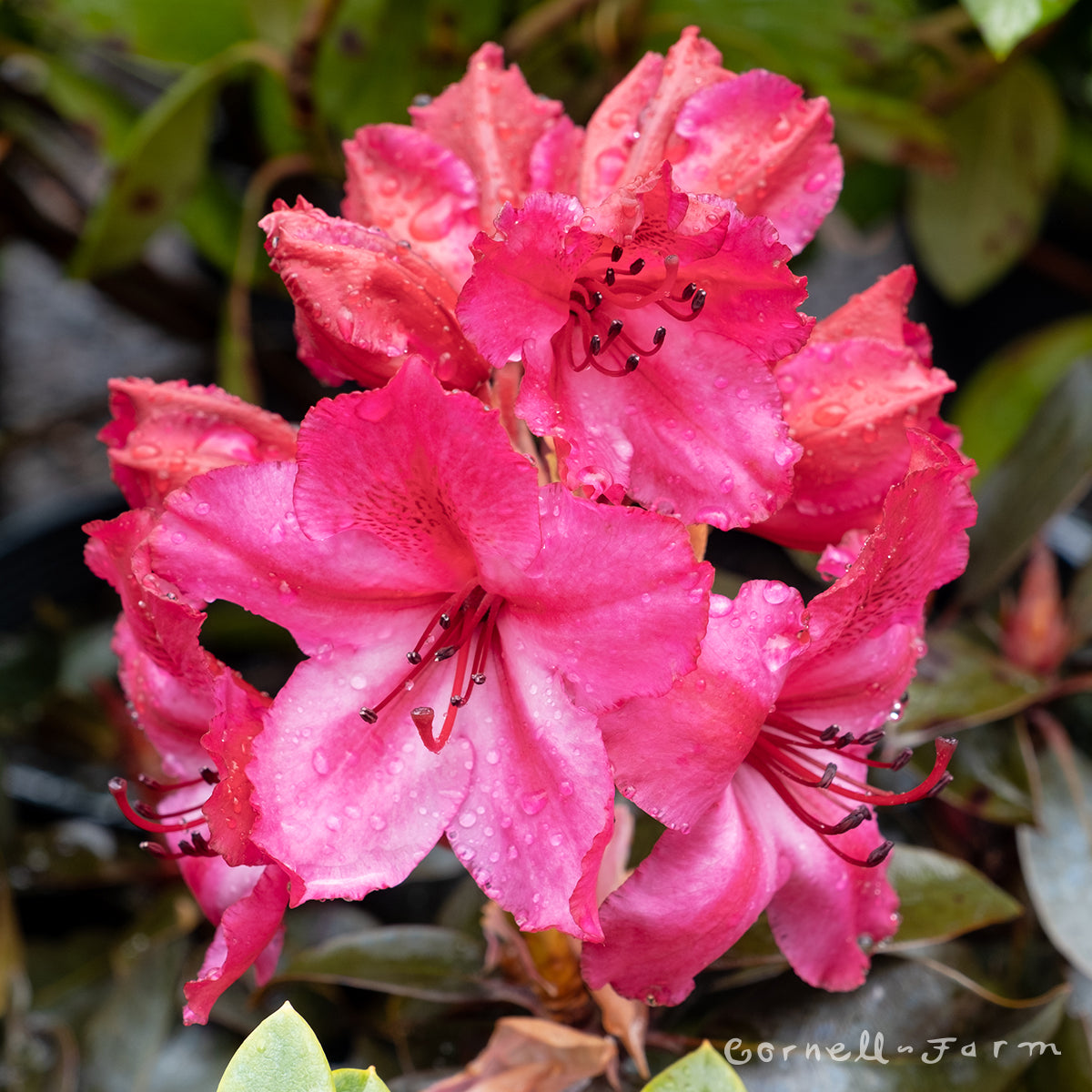 Rhododendron Ebony Pearl 5gal