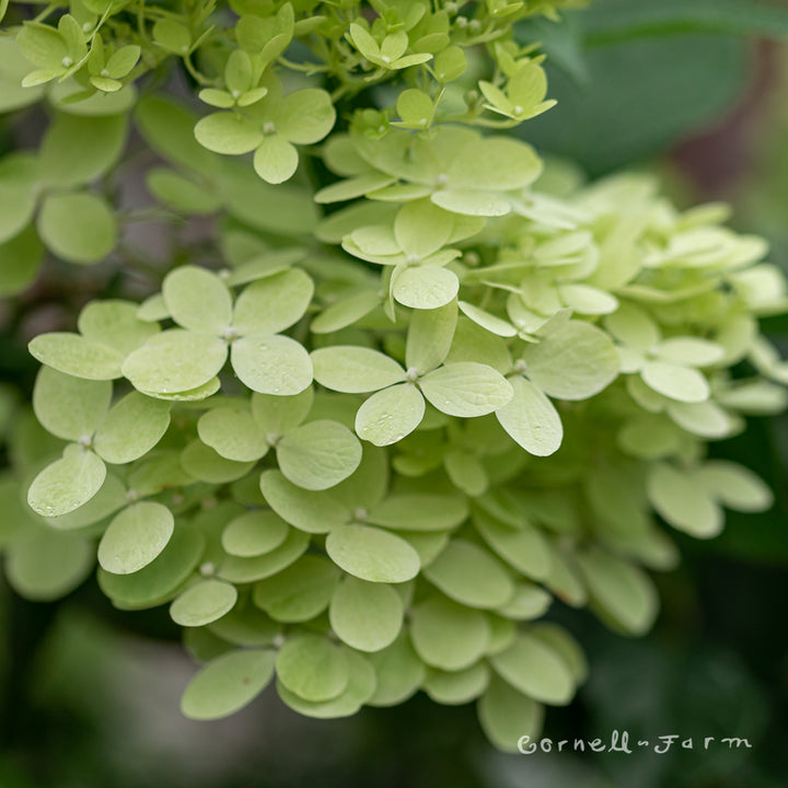 Hydrangea p. Little Lime 5gal – Cornell Farm