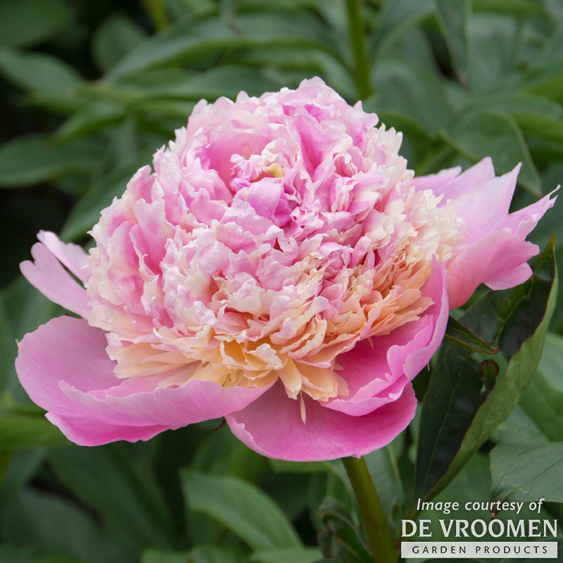 Paeonia Whopper 2gal Peony CF