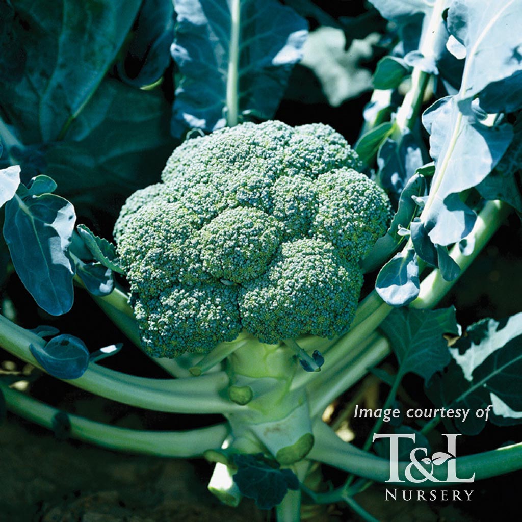 Broccoli Belstar Organic Jumbo 6pk