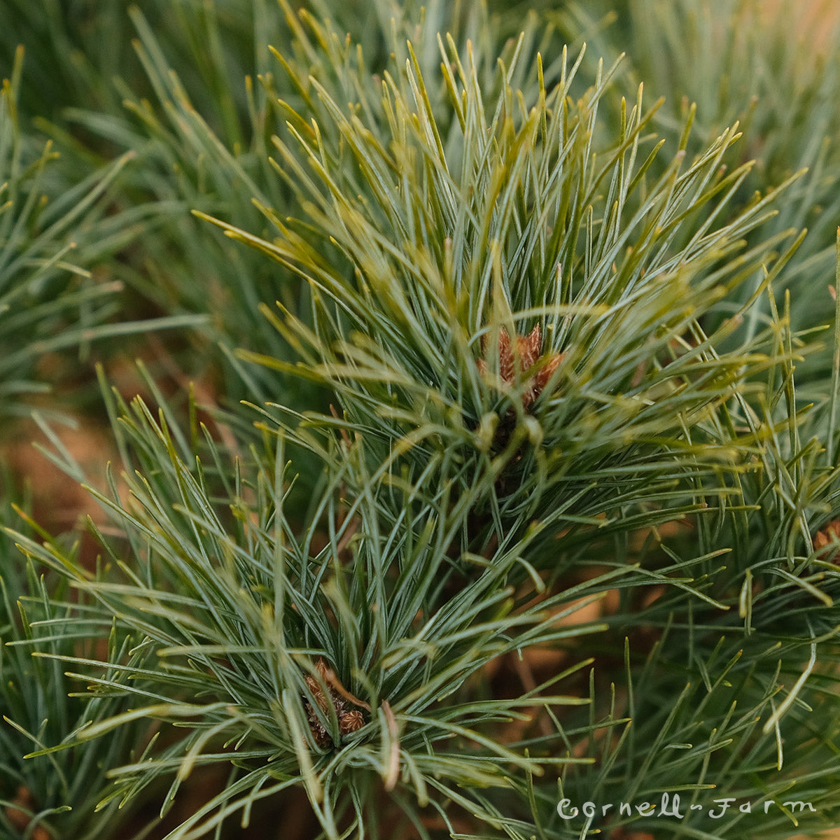 Pinus strobus Sea Urchin 1gal 6-9in Eastern White Pine