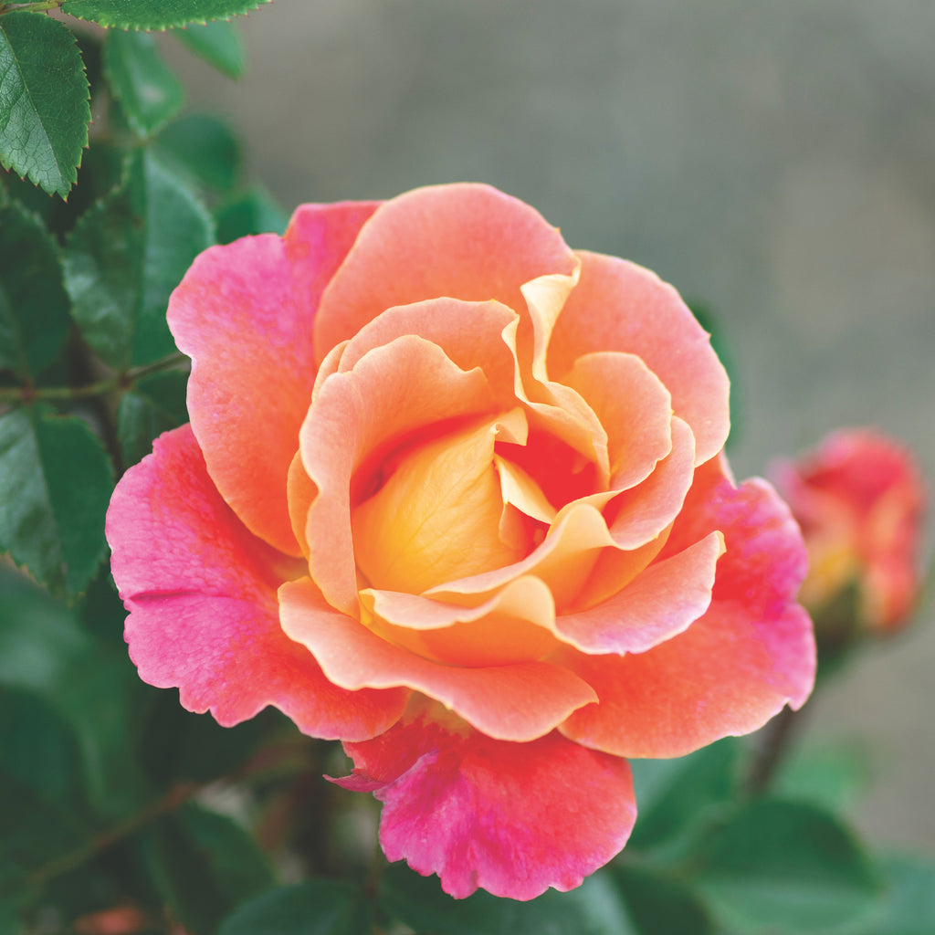 Fruity Petals - Thumbnail 2
