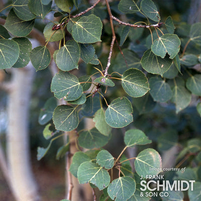 Populus tremuloides Quaking Aspen 7gal