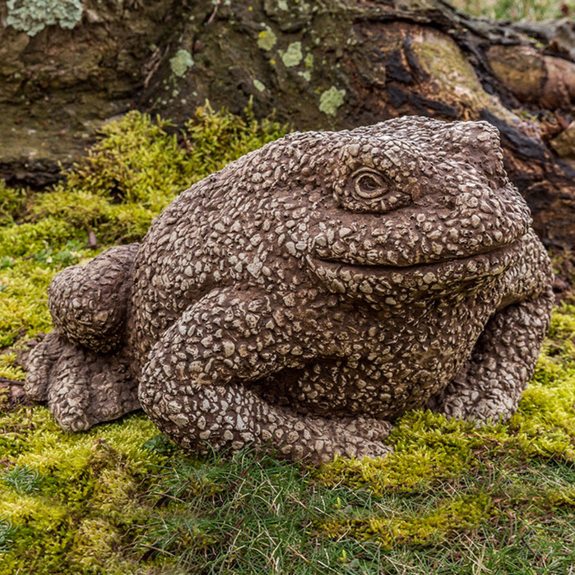 Forest Toad