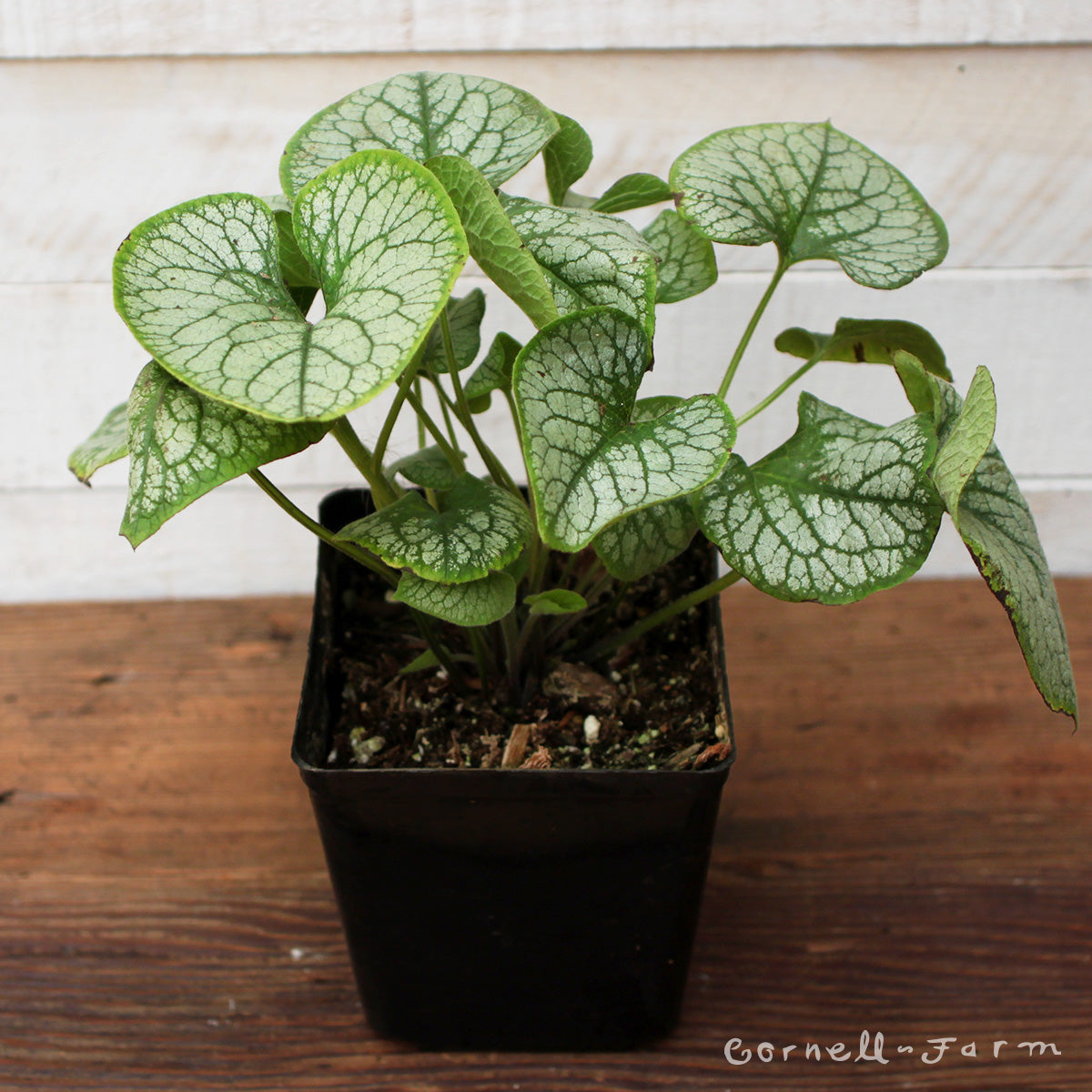 Brunnera Jack Frost 1gal