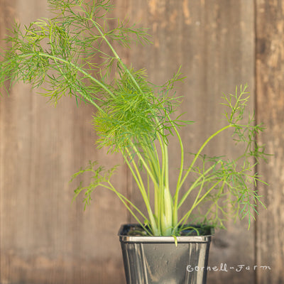 Fennel Perfection 4in