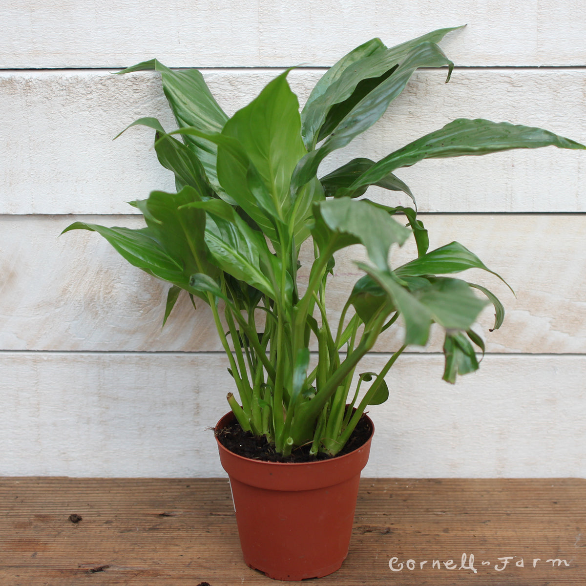 Spathiphyllum 4in Peace Lily