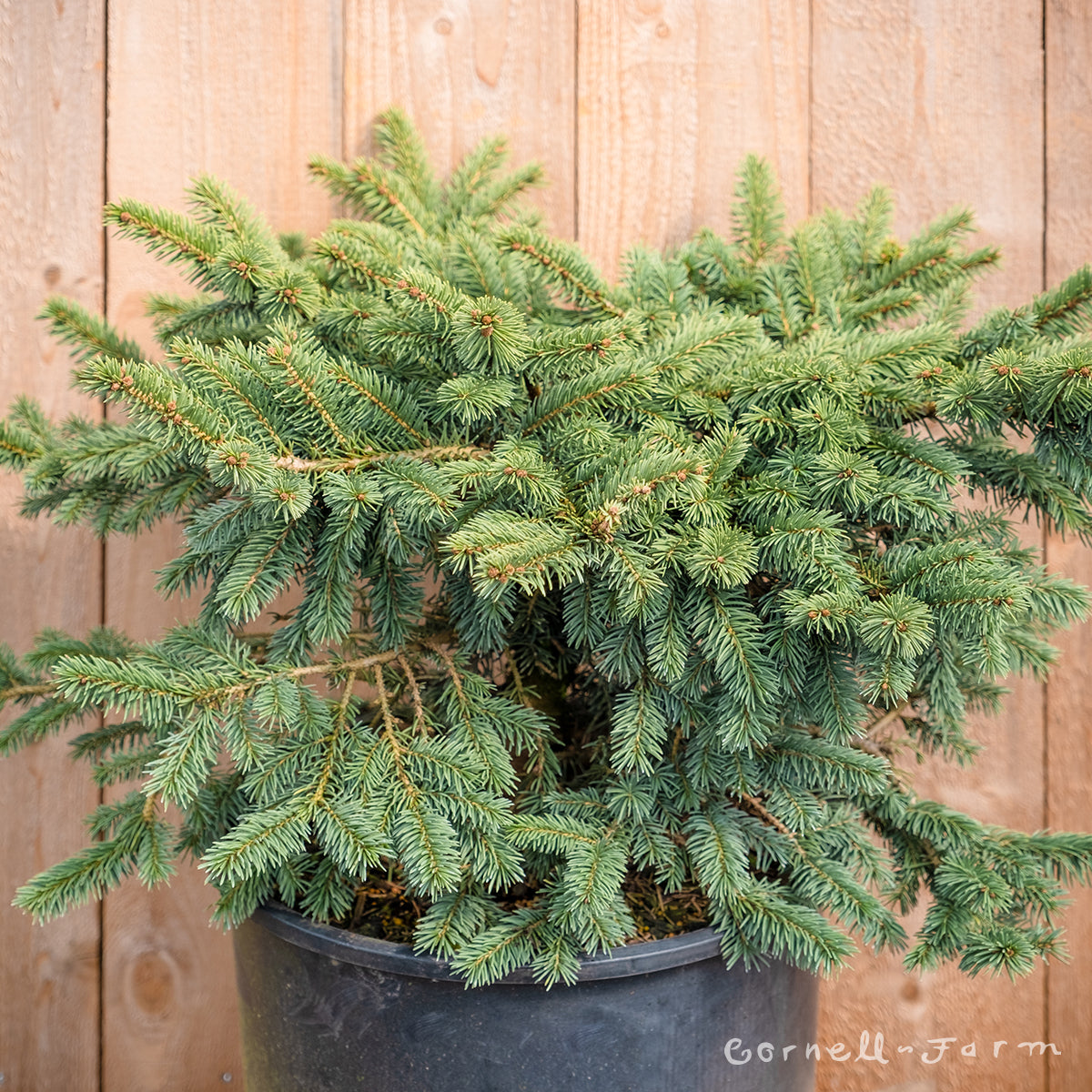 Picea p. Waldbrunn 6gal – Cornell Farm