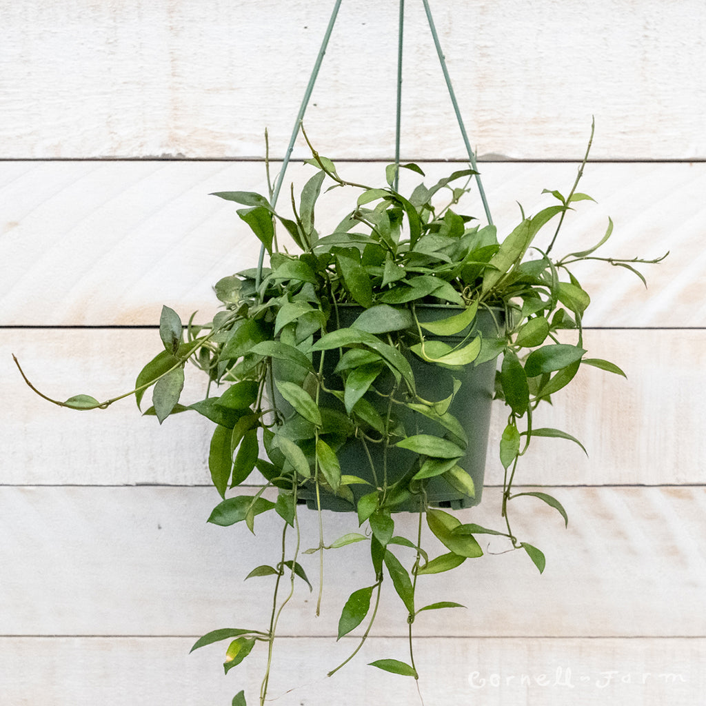 Hoya lacunosa 6in – Cornell Farm