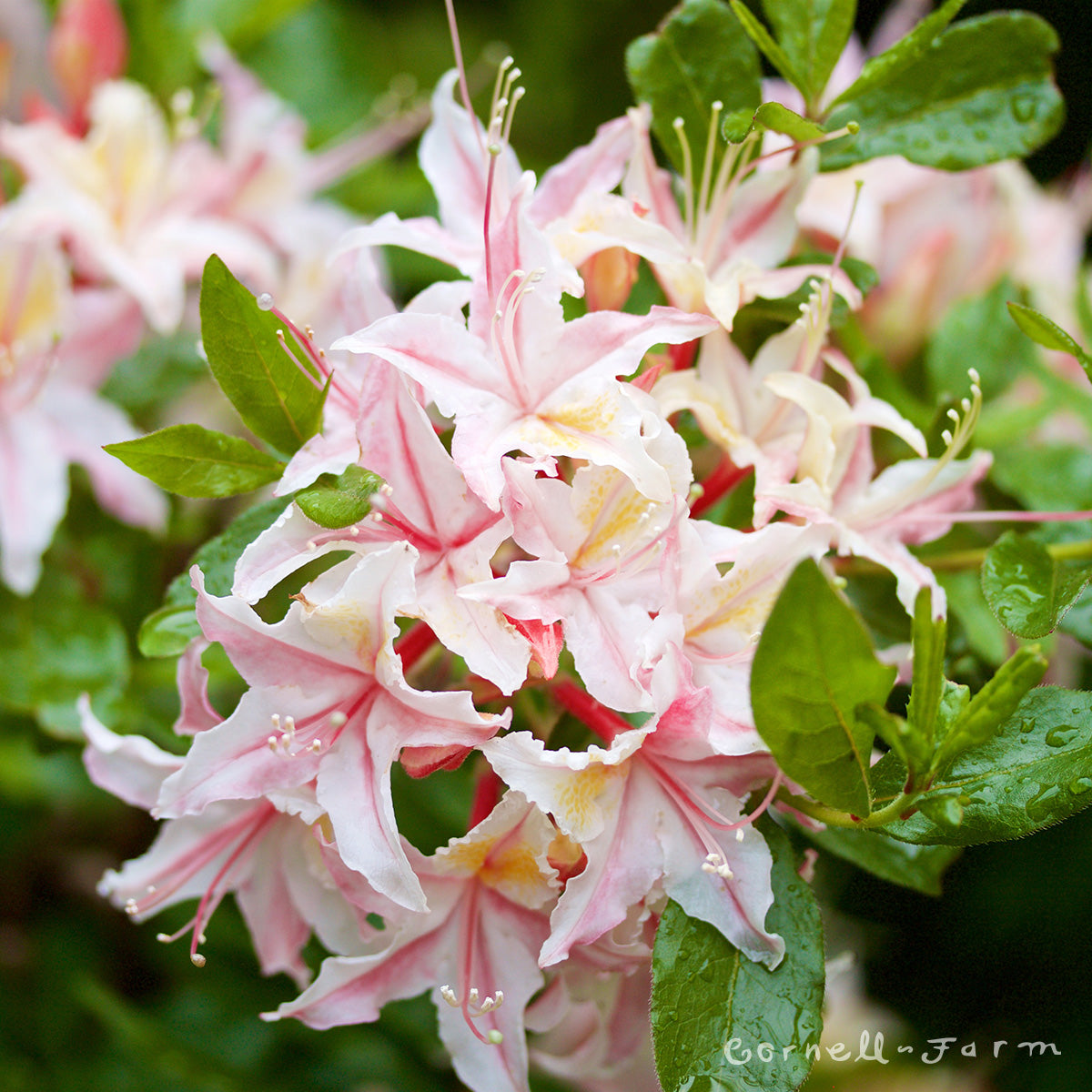 Rhododendron occidentale 7gal. Western/California Azalea