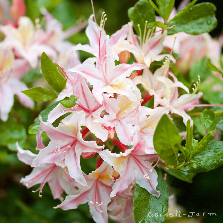 Rhododendron occidentale 2gal. Western/California Azalea – Cornell