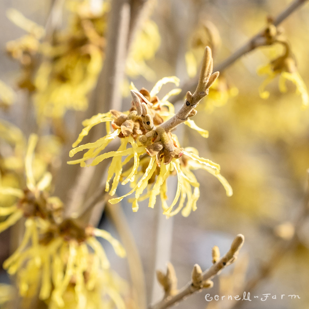 Hamamelis x int Arnold Promise 7gal yellow Witch Hazel