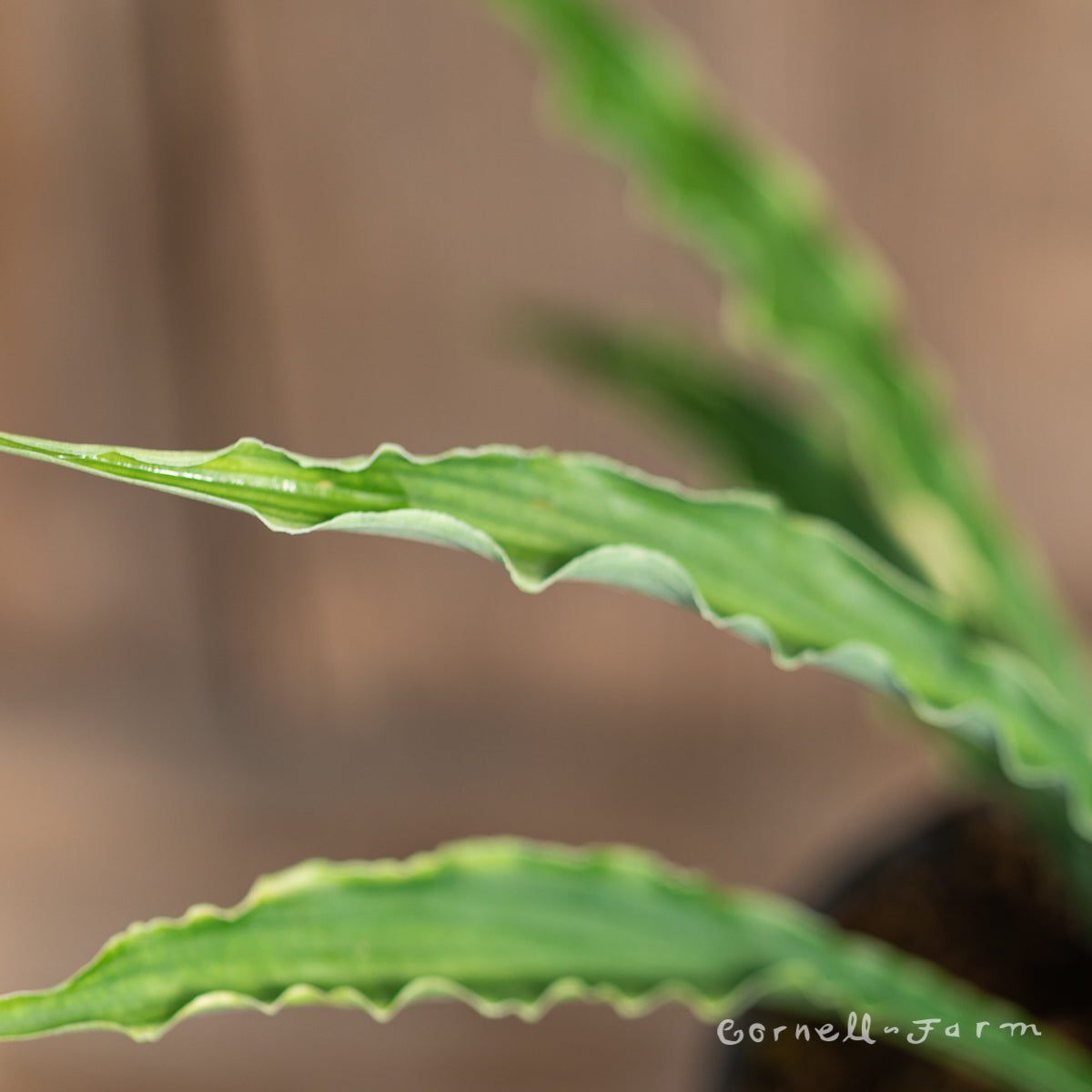 Hosta Curly Fries Qrt